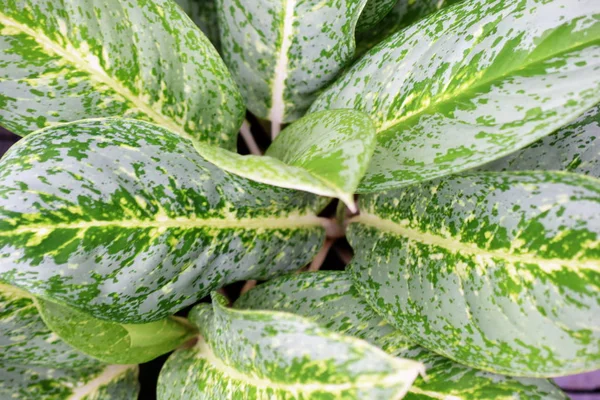 Grün Blätter Muster Natur Textur Hintergrund — Stockfoto