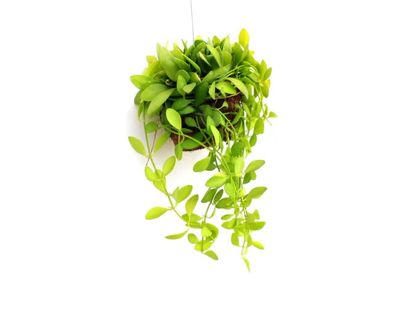 green plant hanging isolated collection on white background