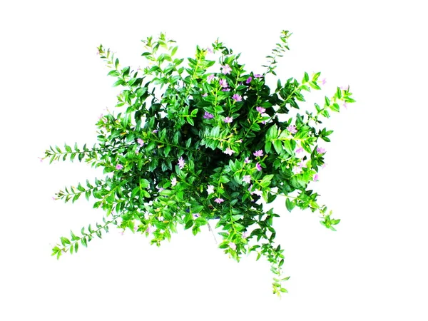 Top View Green House Plant Isolated White Background — Stock Photo, Image