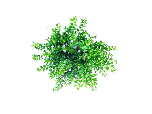 Top View Green House Plant Isolated White Background — Stock Photo, Image