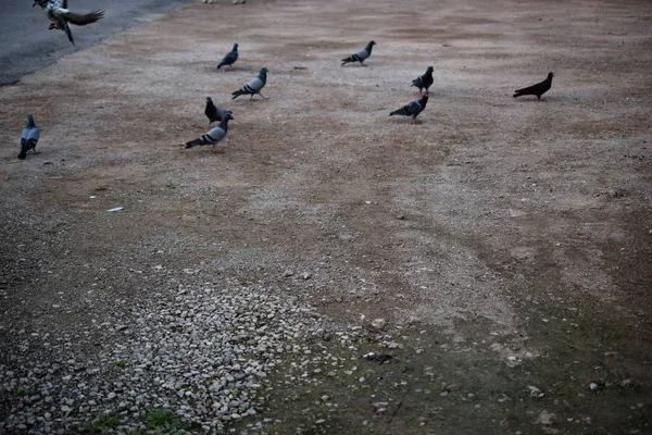 Κοπάδι Πουλιών Περιστέρια Σταθεί Στο Δρόμο — Φωτογραφία Αρχείου