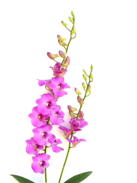 Kytice Poupě Růžové Orchideje Izolovaných Bílém Pozadí — Stock fotografie
