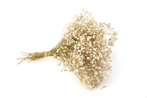 Suszony Kwiat Bukiet Izolowany Białym Tle — Zdjęcie stockowe