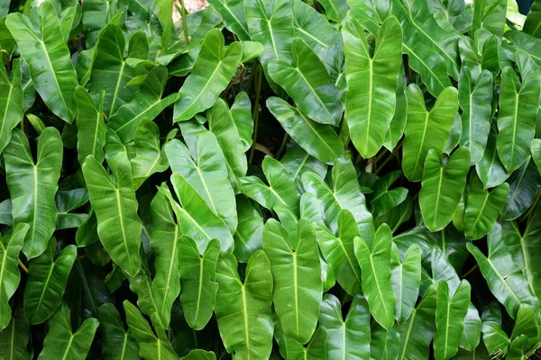 Tropikal Doğa Yaprak Yeşil Doku Arka Kapatmak — Stok fotoğraf