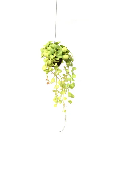 Green plant hanging isolated on white background
