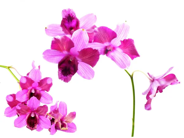 Ramo Flores Orquídeas Rosadas Aisladas Sobre Fondo Blanco — Foto de Stock