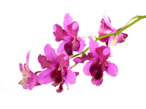 Ramo Brotes Flores Orquídeas Rosadas Aisladas Sobre Fondo Blanco — Foto de Stock