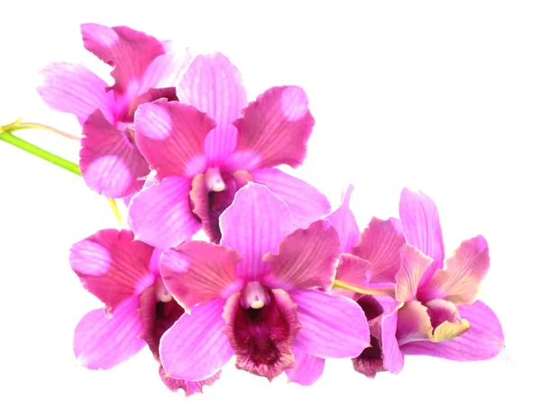 Ramo Brotes Flores Orquídeas Rosadas Aisladas Sobre Fondo Blanco — Foto de Stock