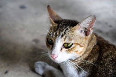 katta oturan ve kameraya bakarak kedi