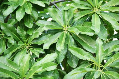 tropikal doğa yaprak yeşil doku arka kapatmak