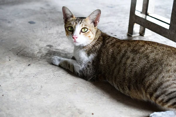 Kucing Duduk Lantai Dan Melihat Kamera — Stok Foto