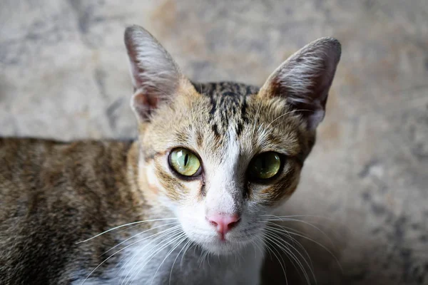 Kucing Duduk Lantai Dan Melihat Kamera — Stok Foto