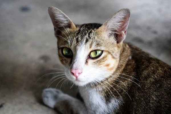 Кошка Сидит Полу Смотрит Камеру — стоковое фото