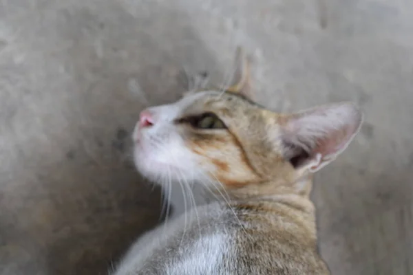 Gato Sentado Chão Olhando Para Câmera — Fotografia de Stock