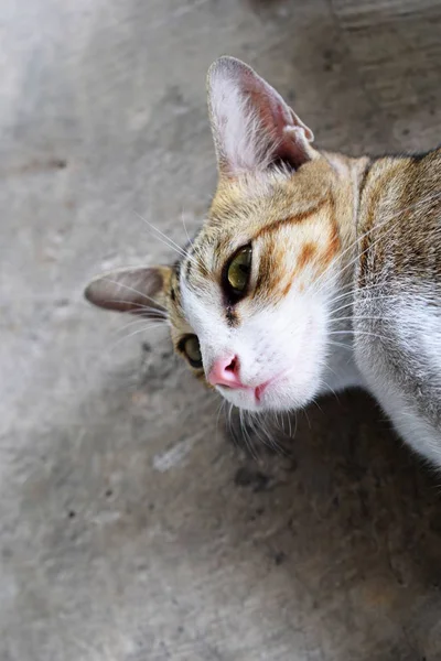 猫坐在地板上 看着镜头 — 图库照片