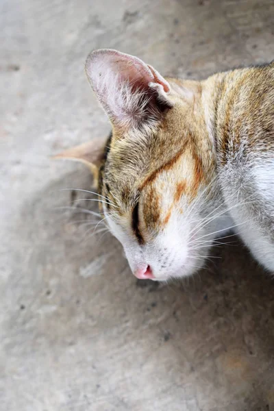 Katta Uyuyan Hamile Kedi — Stok fotoğraf