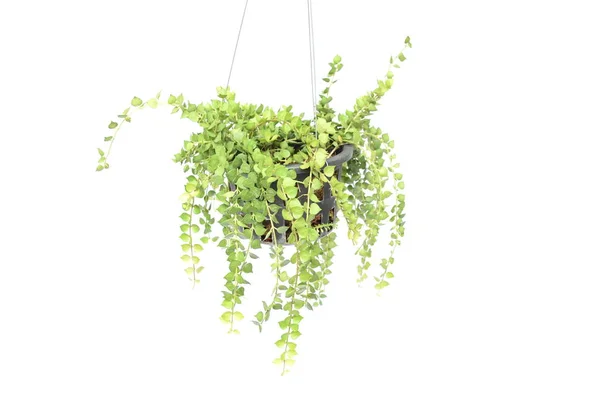 Green plant hanging isolated on white background