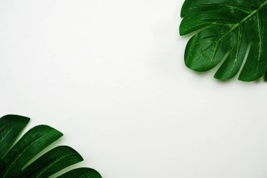 Beyaz arka plan üzerinde tropikal yaprak monstera ve alanı Kopyala