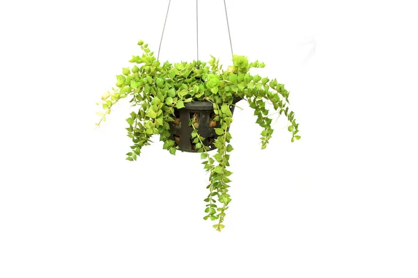 green ivy house plant hanging on white background