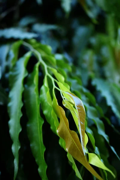 Grün Blätter Muster Natur Textur Hintergrund — Stockfoto