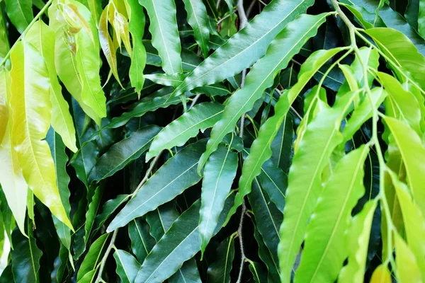 Green Leave Pattern Nature Texture Background — Stock Photo, Image