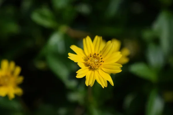 Vacker Gul Tusensköna Blommor Natur Bakgrund — Stockfoto