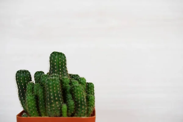 Vista Dall Alto Cactus Succulento Vaso Fiori Sfondo Legno — Foto Stock