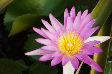 su bitki güzel Lotus çiçek yakın çekim