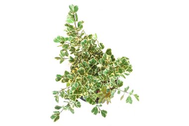 Beyaz arkaplanda izole edilmiş yeşil ev bitkisinin üst görünümü