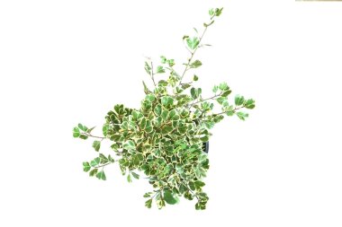 Beyaz arkaplanda izole edilmiş yeşil ev bitkisinin üst görünümü