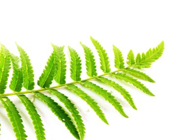 Beyaz arka plan üzerinde izole dallar yeşil fern bırakın