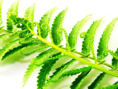 Beyaz arka plan üzerinde izole dallar yeşil fern bırakın