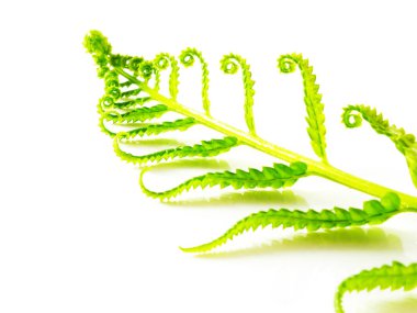 Beyaz arka plan üzerinde izole dallar yeşil fern bırakın