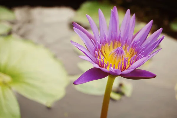 Vackra Rosa Lotus Blomma Vatten Anläggning Närbild — Stockfoto