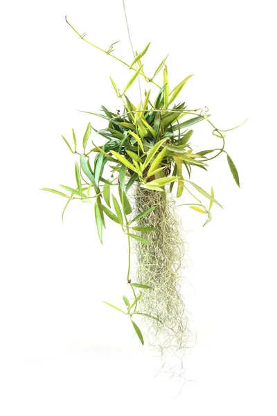 白い背景に分離された緑の植物ハンギング — ストック写真