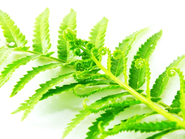 Beyaz arka plan üzerinde izole dallar yeşil fern bırakın