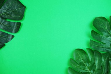 tropikal yaprak yeşil arka plan monstera ve alanı kopyasında