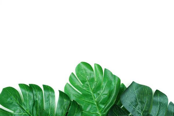 Verde Deixar Monstera Cópia Espaço Fundo Branco — Fotografia de Stock