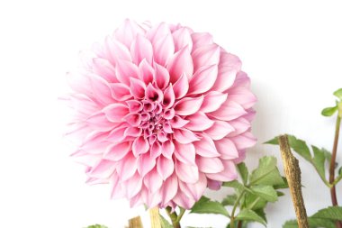 Pembe Dahlia ile yeşil bırakın beyaz arka plan üzerinde izole çiçek açan çiçekler