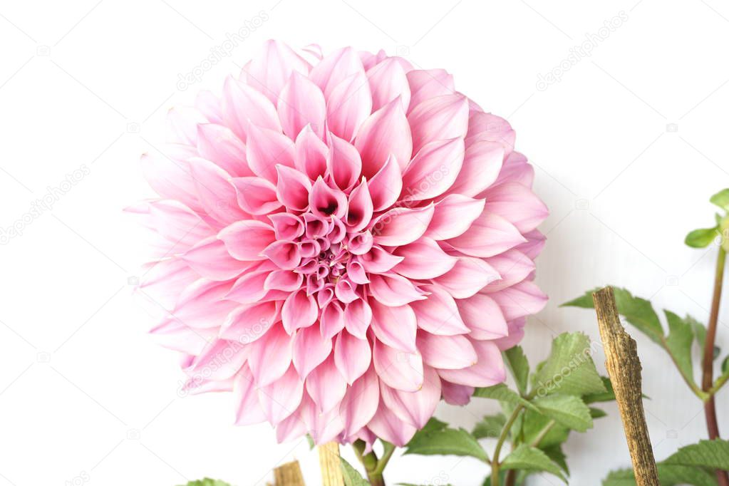 Pink Dahlia Flowers blooming with green leave isolated on white background
