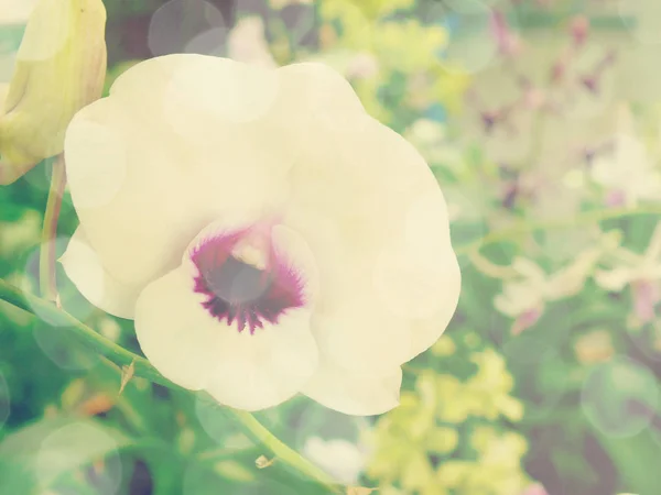 Schöne Grüne Orchidee Blume Knospenstrauß Auf Natur Hintergrund Mit Filterfarbe — Stockfoto