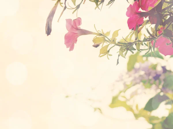 Virágok Virágzó Petunia Jellegű Hátterét — Stock Fotó