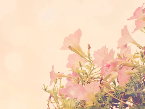 Flor Petunia Flores Naturaleza Fondo — Foto de Stock