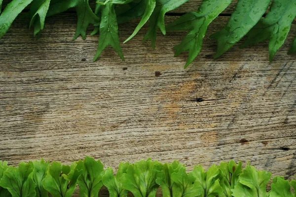 Helecho Deja Planta Tropical Verde Con Copia Espacial Sobre Fondo —  Fotos de Stock