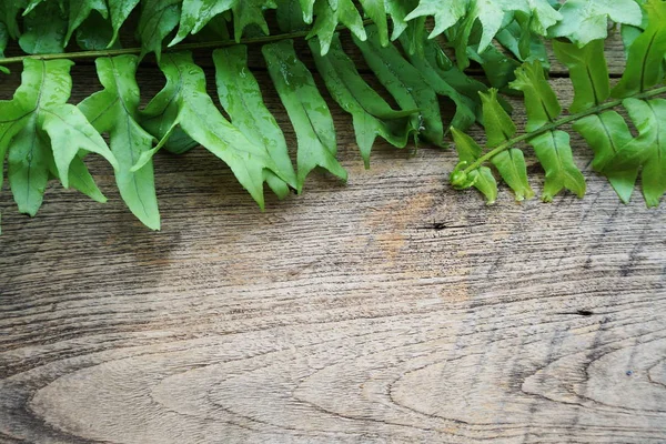 Helecho Deja Planta Tropical Verde Con Copia Espacial Sobre Fondo —  Fotos de Stock