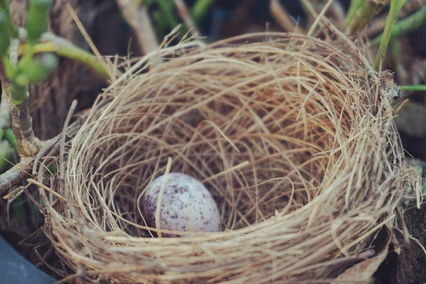 Bird Nest Egg Garden — Stock Photo, Image