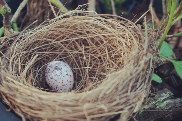 Vogelnest Mit Garten — Stockfoto