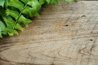 ahşap arka plan üzerinde alan kopyası ile tropikal yeşil terk eğrelti otu bitki