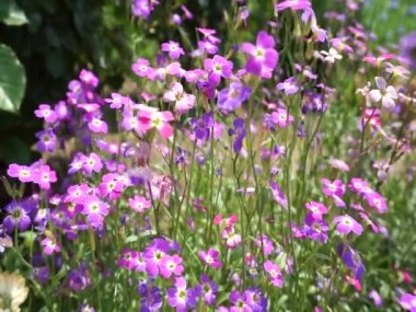 bahçede büyüyen güzel mor çiçekler