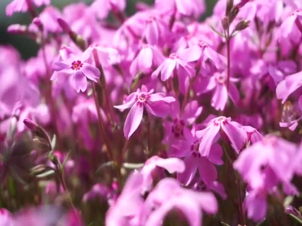 Nahaufnahme blühenden shibazakura rosa Moos Blumengarten — Stockvideo